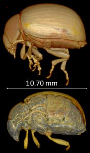 Illustration for article titled New Technique Creates Stunning 3D Images of Live Insects